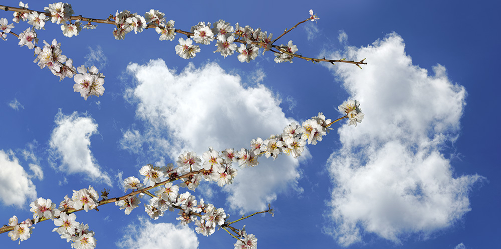 Almond tree 05   14k x 28k